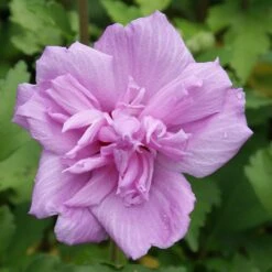 Ardens Rose Of Sharon Althea Shrub 6 Ardens Rose Of Sharon Althea Shrub -Evergreen Trees Sales Store Ardens Rose of Sharon 3