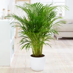 Boho House Plant Kit -Evergreen Trees Sales Store Areca Palm 4 FGT fcbe875e 49cd 4b51 b093 6501553ebaf3