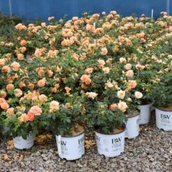 At Last® Rose -Evergreen Trees Sales Store At Last Rose 1