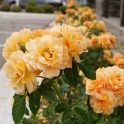 At Last® Rose -Evergreen Trees Sales Store At Last Rose 2 FGT