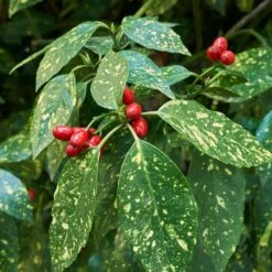 Japanese Gold Dust Aucuba Shrub -Evergreen Trees Sales Store Aucuba Japonica Gold Dust 2 FGT