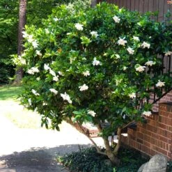 August Beauty Gardenia Shrub -Evergreen Trees Sales Store August Beauty Gardenia 3 FGT