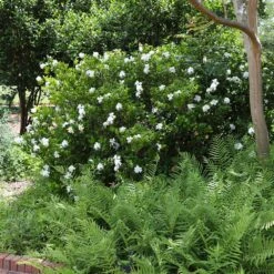 August Beauty Gardenia Shrub -Evergreen Trees Sales Store August Beauty Gardenia 4 FGT