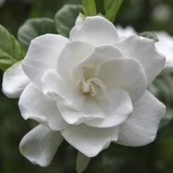 August Beauty Gardenia Shrub -Evergreen Trees Sales Store August Beauty Gardenia FGT 600x600 bef31f7d 4b59 484e a528 14d16f570e49