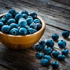 Aurora Blueberry Bush - USDA Organic 11 Aurora Blueberry Bush - USDA Organic -Evergreen Trees Sales Store Aurora Blueberry 4 dc5a7e17 d7e4 4799 b1b9 177f422f6847