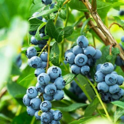 Aurora Blueberry Bush - USDA Organic