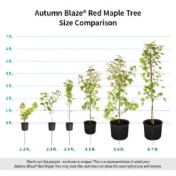 Autumn Blaze® Red Maple Tree -Evergreen Trees Sales Store Autumn Blaze Red Maple Size Comparison ugc test