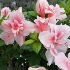 Autumn Belle® Encore® Azalea Shrub -Evergreen Trees Sales Store Autumn Belle Encore Azalea FGT 3