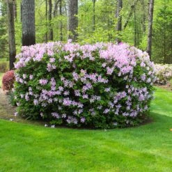 Autumn Belle® Encore® Azalea Shrub -Evergreen Trees Sales Store Autumn Belle Encore Azalea FGT 5