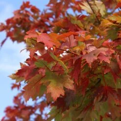 Autumn Blaze® Red Maple Tree -Evergreen Trees Sales Store Autumn Blaze Maple 1 FGT 02e73945 a16c 4061 b9a0 6b4cb44f5bb6