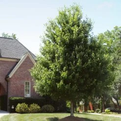 Autumn Blaze® Red Maple Tree -Evergreen Trees Sales Store Autumn Blaze Maple 2 FGT