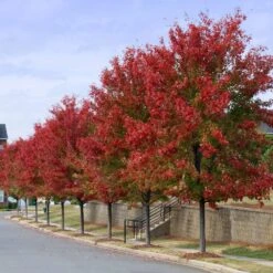 Autumn Blaze® Red Maple Tree -Evergreen Trees Sales Store Autumn Blaze Maple 3 FGT