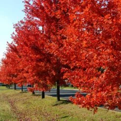 Autumn Blaze® Red Maple Tree -Evergreen Trees Sales Store Autumn Blaze Maple FGT