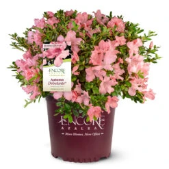 Autumn Debutante® Encore® Azalea -Evergreen Trees Sales Store Autumn Debutante Encore 4
