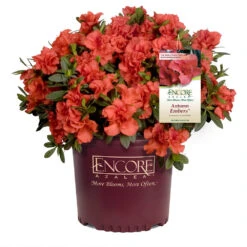 Autumn Embers® Encore® Azalea -Evergreen Trees Sales Store Autumn Embers Azalea 1