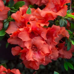 Autumn Embers® Encore® Azalea -Evergreen Trees Sales Store Autumn Embers Azalea 5
