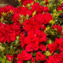Autumn Bonfire® Encore® Azalea -Evergreen Trees Sales Store Autumn Encore Bonfire Azaleas 1