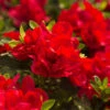 Autumn Bonfire® Encore® Azalea