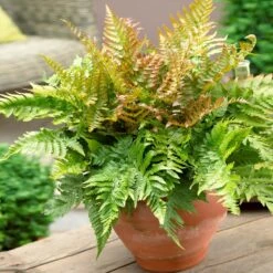 Sunset Hues House Plant Kit 11 Sunset Hues House Plant Kit -Evergreen Trees Sales Store Autumn Fern 1 4cb64db0 0944 4a6e a0be 5101c594c915