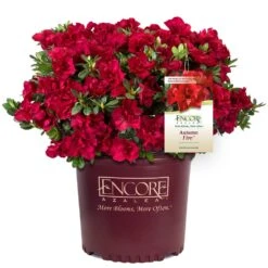 Autumn Fire® Encore® Azalea Shrub -Evergreen Trees Sales Store Autumn Fire Encore Azalea 1