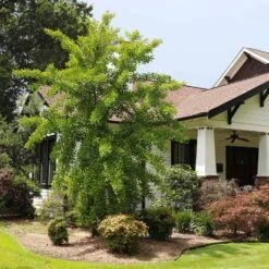 Autumn Gold Ginkgo Tree -Evergreen Trees Sales Store Autumn Gold Ginkgo Biloba 1 FGT