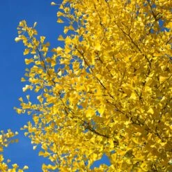 Autumn Gold Ginkgo Tree -Evergreen Trees Sales Store Autumn Gold Ginkgo Biloba 4 FGT