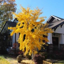 Autumn Gold Ginkgo Tree -Evergreen Trees Sales Store Autumn Gold Ginkgo Biloba 8