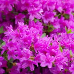 Autumn Royalty® Encore® Azalea -Evergreen Trees Sales Store Autumn Royalty Encore Azalea 3 FGT