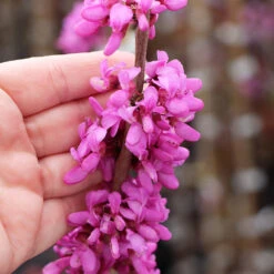 Avondale Redbud Tree -Evergreen Trees Sales Store Avodale redbud 4