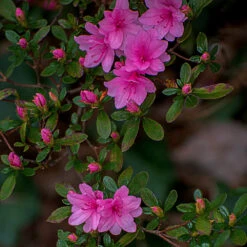 Karen Azalea Shrub -Evergreen Trees Sales Store Azalea Karen 1