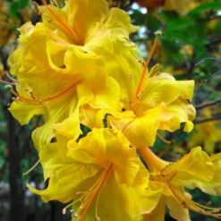 Lemon Lights Azalea Shrub -Evergreen Trees Sales Store Azalea Lemon lights 2