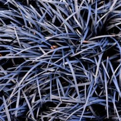 Black Mondo Grass -Evergreen Trees Sales Store BLack Mondo Grass 1 FGT