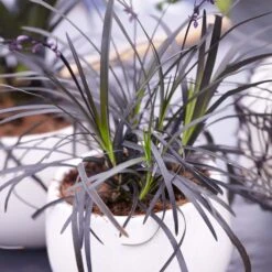 Black Mondo Grass -Evergreen Trees Sales Store BLack Mondo Grass 4 FGT