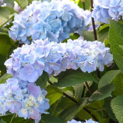 Blue Enchantress® Hydrangea -Evergreen Trees Sales Store BLue Enchantress Hydrangea 1 BB
