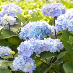 Blue Enchantress® Hydrangea -Evergreen Trees Sales Store BLue Enchantress Hydrangea 2 FGT