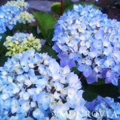 Blue Enchantress® Hydrangea -Evergreen Trees Sales Store BLue Enchantress Hydrangea 4 FGT