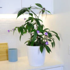 Weeping Blue Ginger Plant -Evergreen Trees Sales Store BLue Ginger 4 FGT