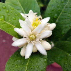 Buddha's Hand Citron Tree -Evergreen Trees Sales Store BUddhas Hand Citrus 4 b5693898 6a3b 4724 b4fc 03ef34337a89