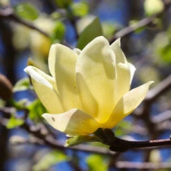 Magnolia 'Butterflies' Tree -Evergreen Trees Sales Store BUtterflies Magnolia 3 FGT