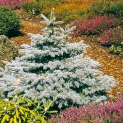 Baby Blue Spruce Tree -Evergreen Trees Sales Store Baby Blue 2