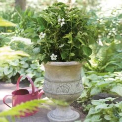 Bushel And Berry® Baby Cakes Blackberry® -Evergreen Trees Sales Store Baby Cakes Blackberry 1