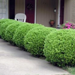 Baby Gem™ Boxwood Shrub -Evergreen Trees Sales Store Baby Gem 2