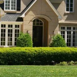 Baby Gem™ Boxwood Shrub -Evergreen Trees Sales Store Baby Gem 4