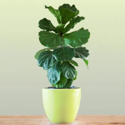 Bambino Fiddle Leaf Fig 7 Bambino Fiddle Leaf Fig -Evergreen Trees Sales Store Bambino FIddleLeafFIg 1 FGT