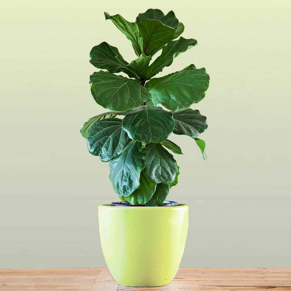 Bambino Fiddle Leaf Fig 3 Bambino Fiddle Leaf Fig - Image 3