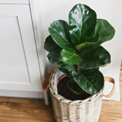 Bambino Fiddle Leaf Fig 8 Bambino Fiddle Leaf Fig -Evergreen Trees Sales Store Bambino FIddleLeafFIg 5 FGT