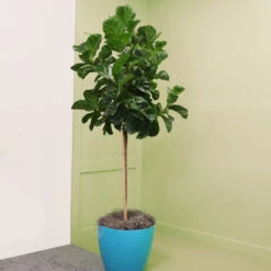Bambino Fiddle Leaf Fig 9 Bambino Fiddle Leaf Fig -Evergreen Trees Sales Store Bambino FIddleLeafFIg 6