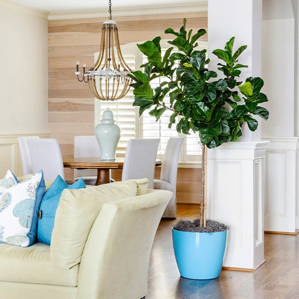 Bambino Fiddle Leaf Fig 1 Bambino Fiddle Leaf Fig