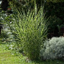 Miscanthus Bandwidth (Chinese Silver Grass) -Evergreen Trees Sales Store Bandwidth Maiden Grass 1