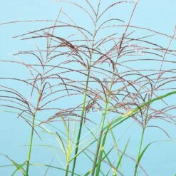 Miscanthus Bandwidth (Chinese Silver Grass) -Evergreen Trees Sales Store Bandwidth Maiden Grass 2